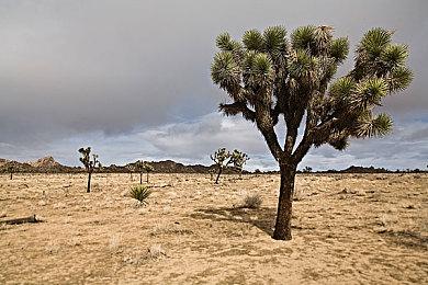 《信长之野望 新生 With 威力加强版》新系统情报公开